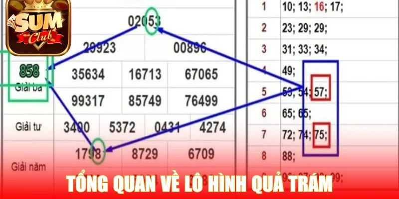 Tổng quan về lô hình quả trám